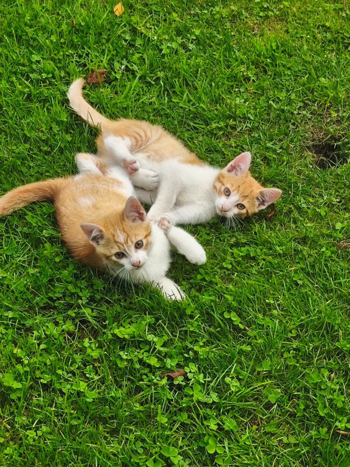 6 prachtige en lieve kittens, Meerdere dieren, 0 tot 2 jaar