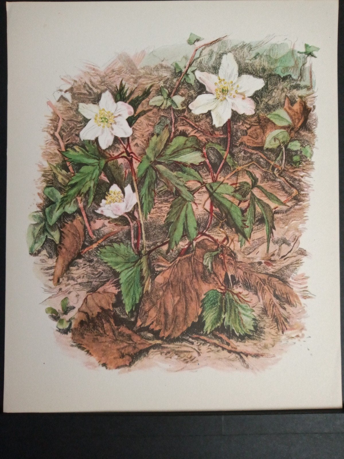 Botanische prent Bosanemoon verder zie omschrijving getekend, Verzamelen, Natuur, Verzenden, Zo goed als nieuw, 1940 tot 1960