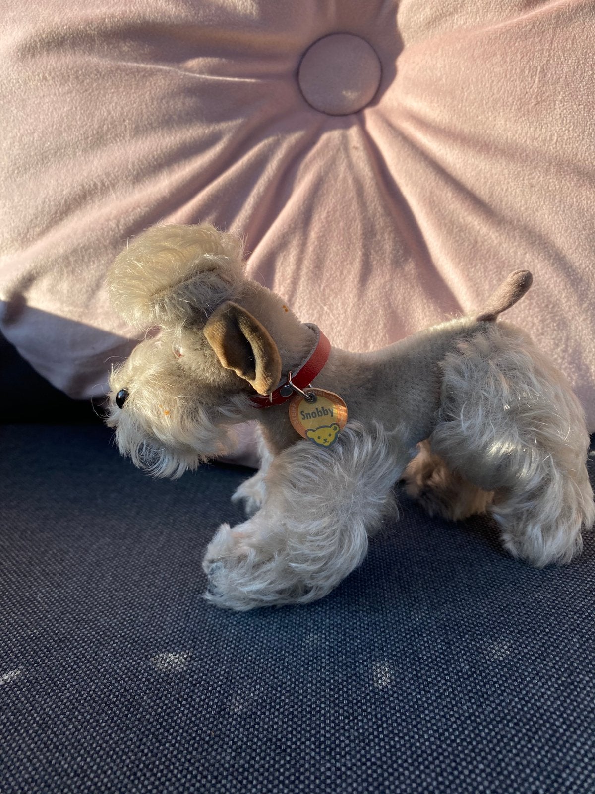 Steff poedel, Ophalen of Verzenden, Gebruikt, Hond of Kat