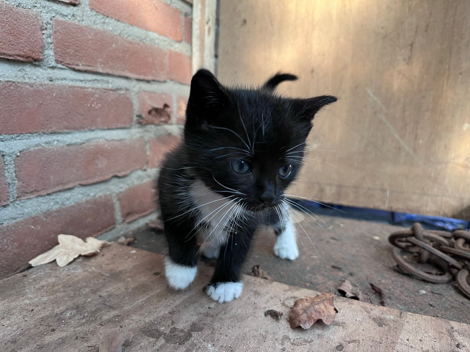 Lieve kitten (kater) zoekt een fijn en liefdevol thuis 🐱, Meerdere dieren, Kortharig, 0 tot 2 jaar