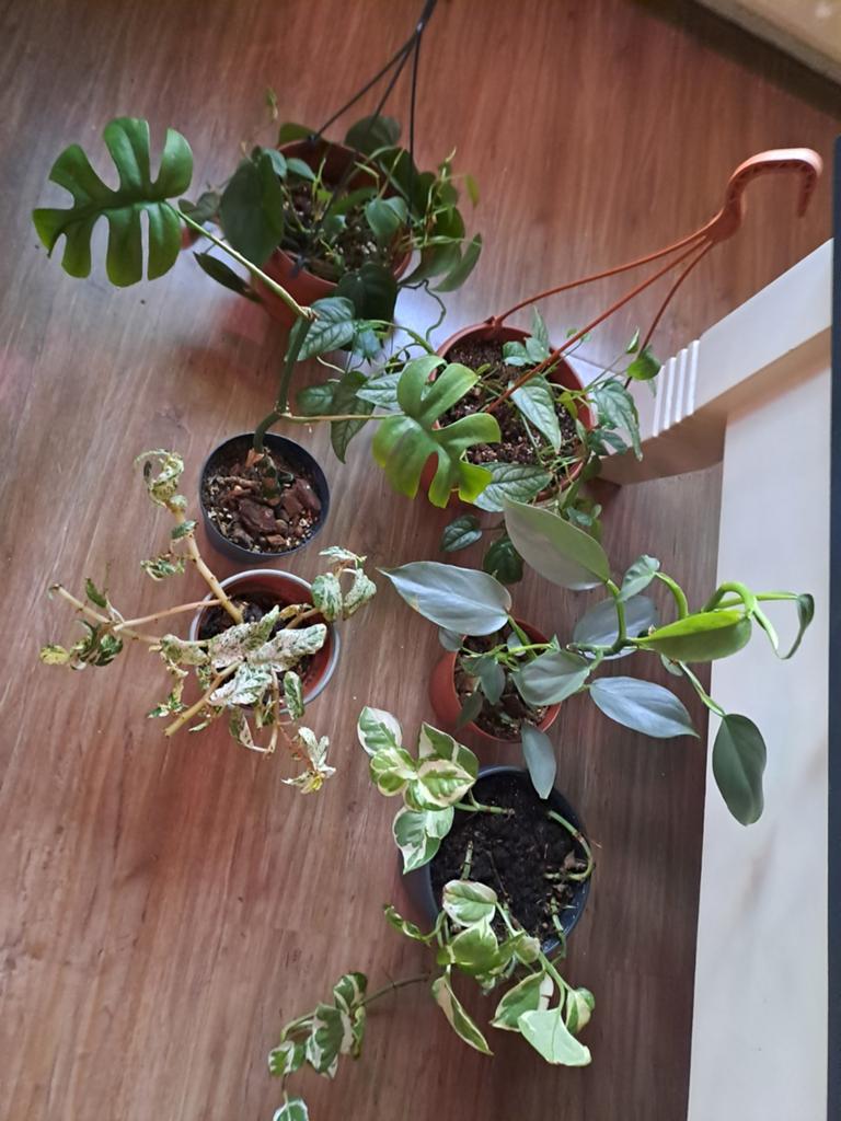 Diverse kamerplanten collectie Philodendrons hangplanten, Ophalen, In pot, Halfschaduw, Minder dan 100 cm