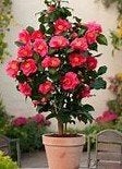 Camellia japonica (Japanse Roos) div. maten 60/70 in c5, Ophalen, Overige soorten, Halfschaduw