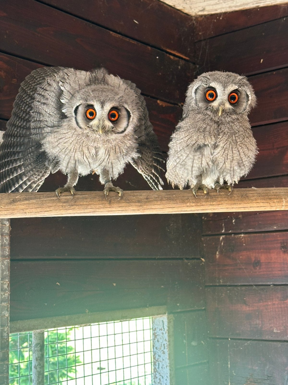 Witwangdwergooruil koppel van 2026, Dieren en Toebehoren, Meerdere dieren, Roofvogel, Geringd