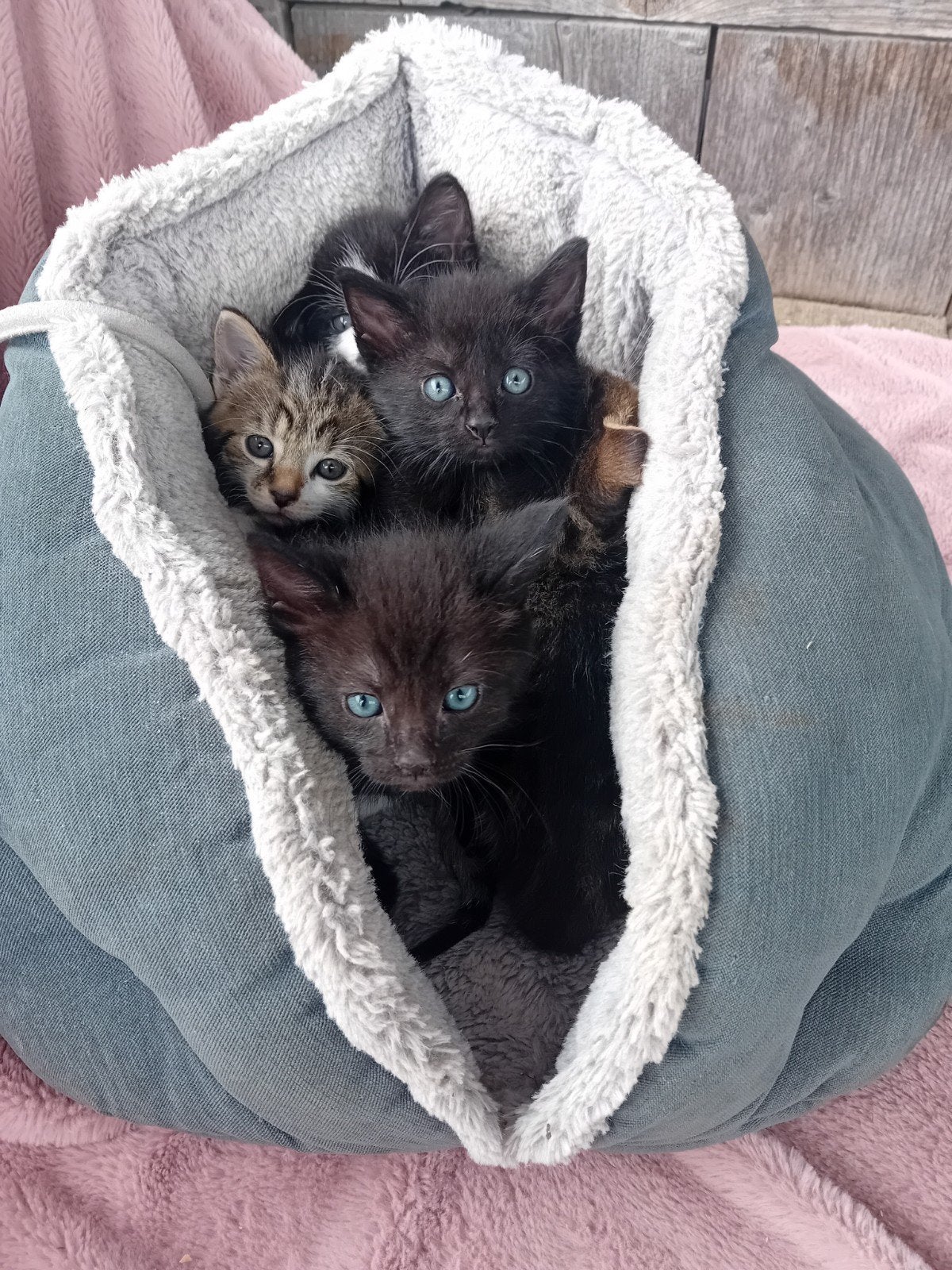Kittens ,moeder is kruising main coon poes, Poes, Ontwormd, 0 tot 2 jaar