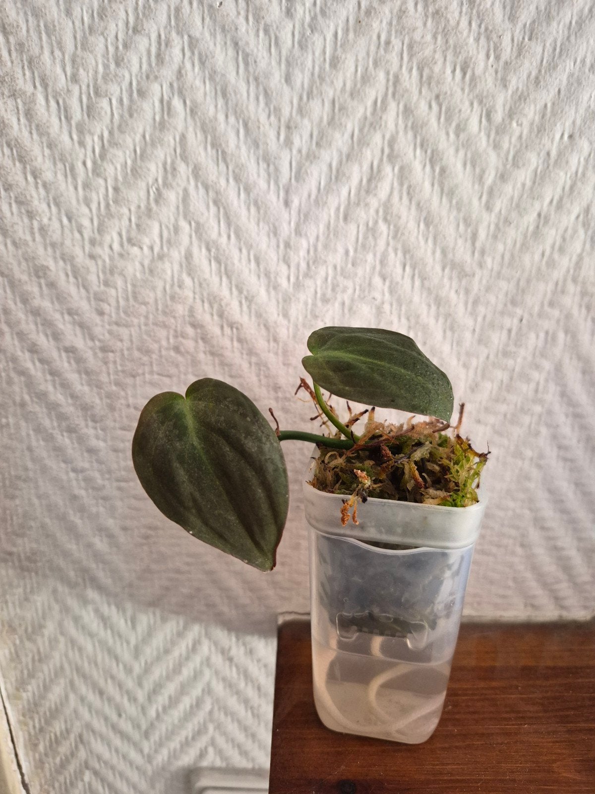 Philodendron Scandens Micans - Fluweelzachte bladeren, Vaste plant, Ophalen of Verzenden, Bloeit niet, Halfschaduw