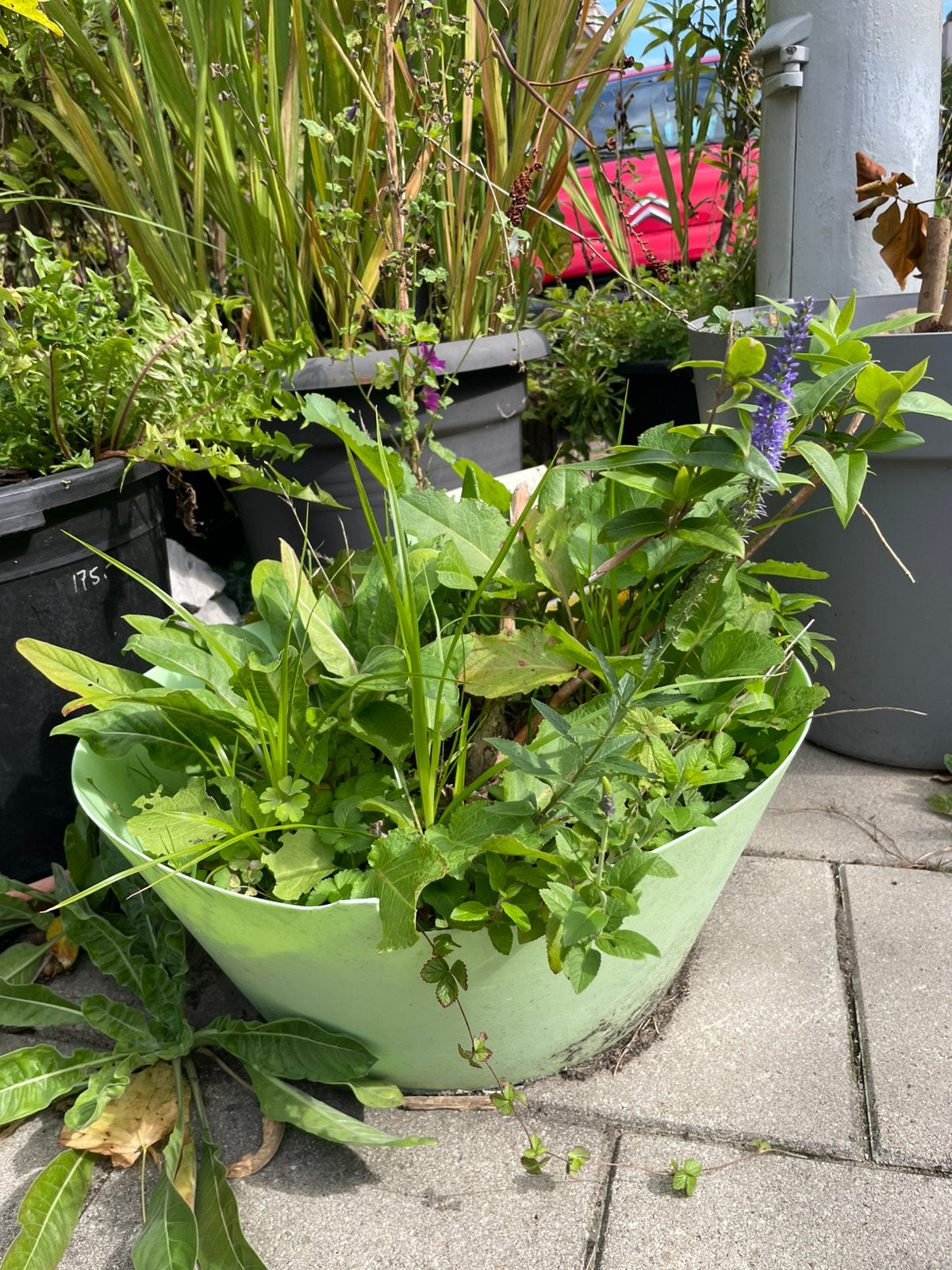 Minituintje in grote bloempot met kamperfoelie & Teunisbloem