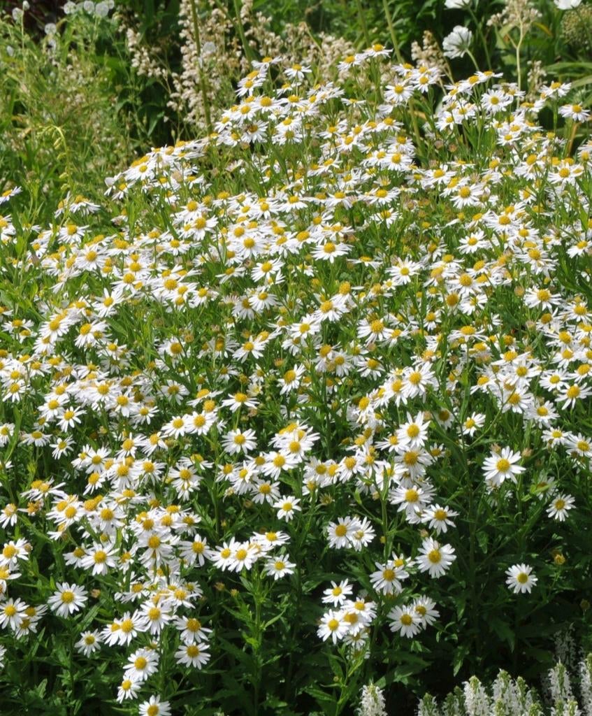 12 kalimeris incisa 'Alba', zomeraster, p9 pot, Ophalen, Zomer, Vaste plant, Overige soorten