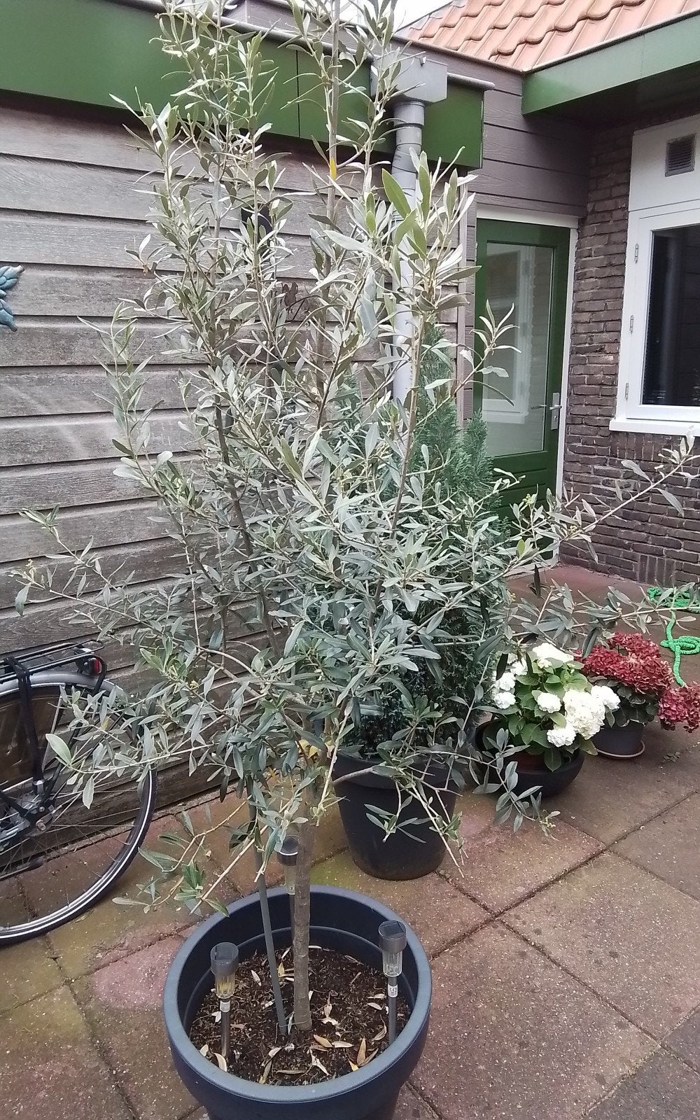Olijfboom., Tuin en Terras, Bloeit niet, 100 tot 250 cm, Olijfboom, Ophalen
