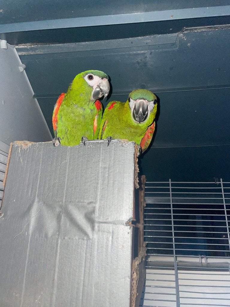 Ara noblis rood schouders koppel papegaai, Meerdere dieren, Papegaai, Pratend