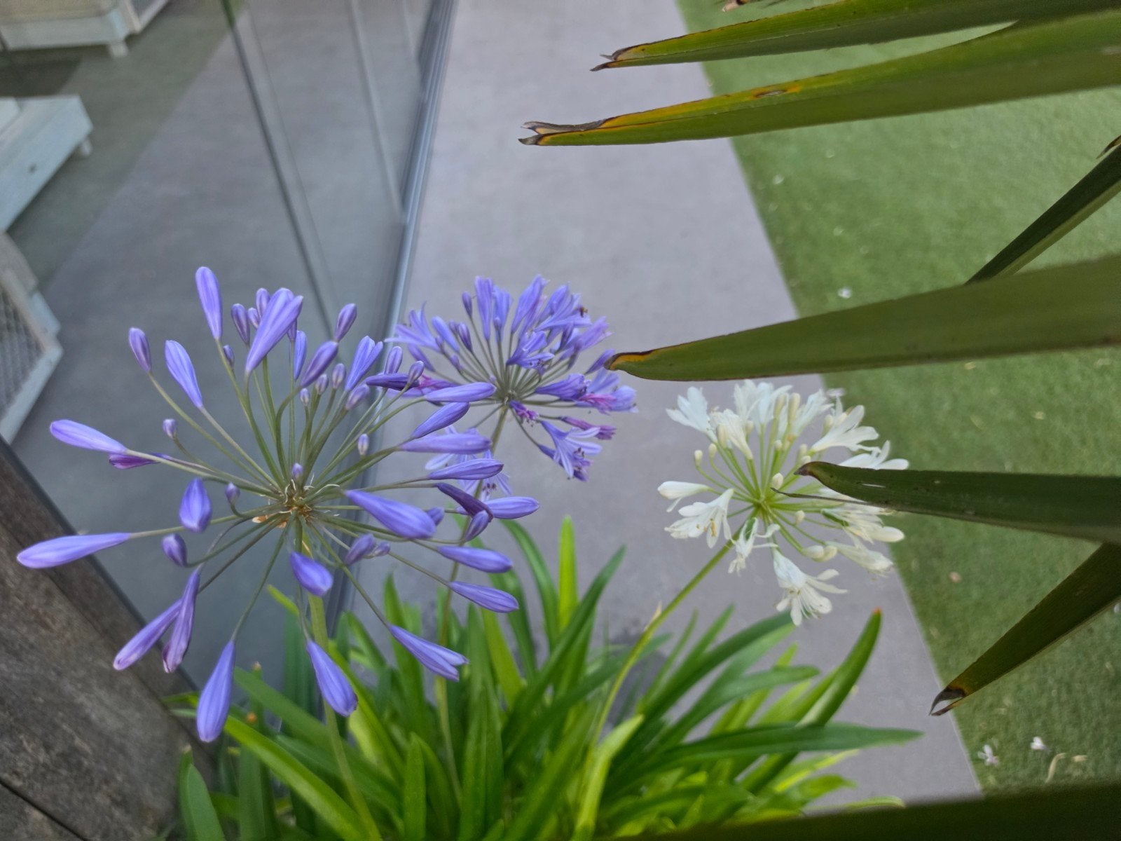Agapanthus XXL (Afrikaanse Lelie) - incl pot, Tuin en Terras, Volle zon, Vaste plant, Zomer, Ophalen