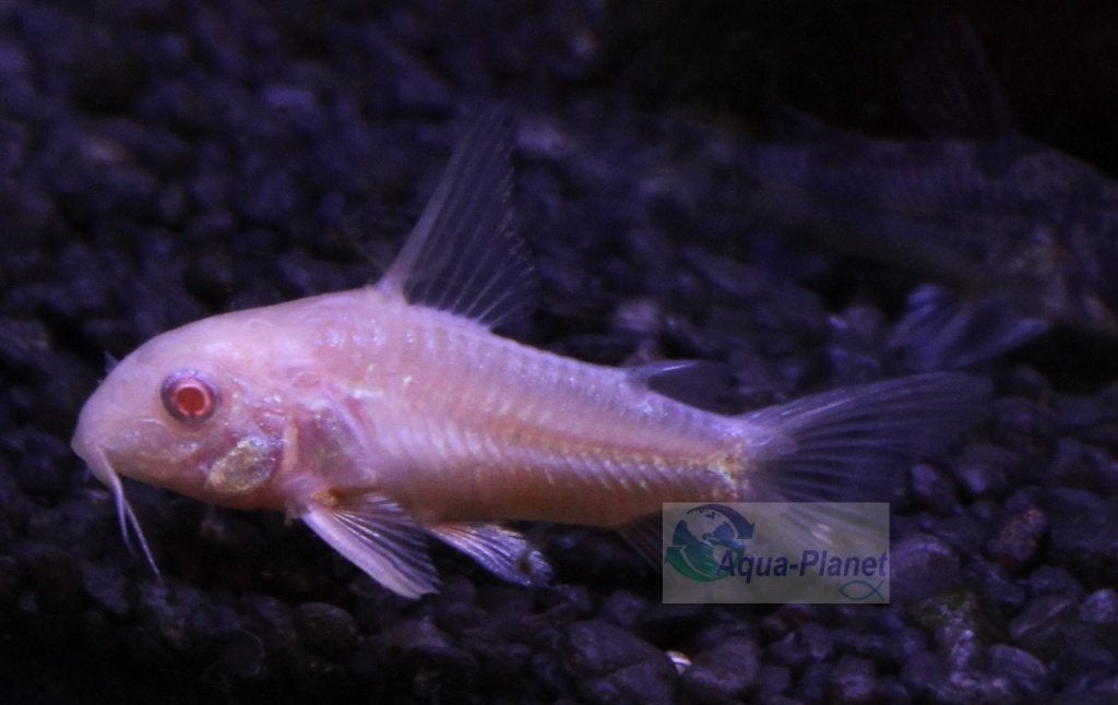 Corydoras paleatus "Albino" (Augustus Actie!!! €3,- pst), Dieren en Toebehoren, Vissen | Aquariumvissen, Vis, Zoetwatervis, Schoolvis