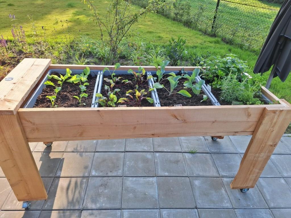 Verrijdbare kweektafel douglas, Ophalen, 100 cm of meer, Nieuw, 60 cm of meer