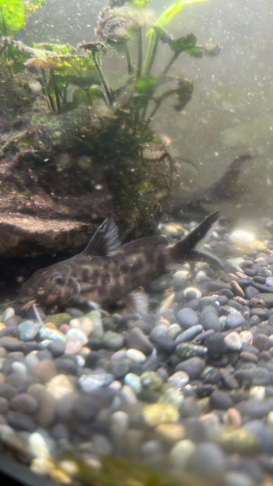 Synodontis petricola, Vis