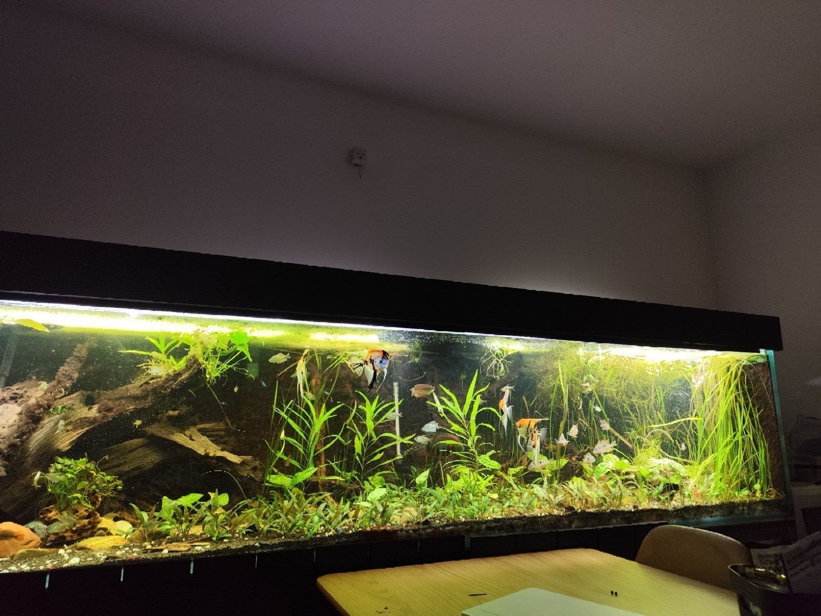 aquarium 2,7 meter met FX6, Ophalen, Gebruikt, Leeg aquarium
