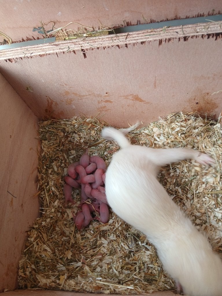 Jonge fretjes, Fret, Juni, Meerdere dieren, Tam