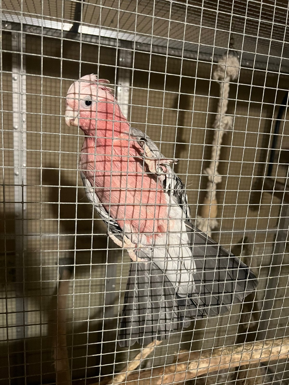 Rosé kakatoe pop, Vrouwelijk, Papegaai, Tam