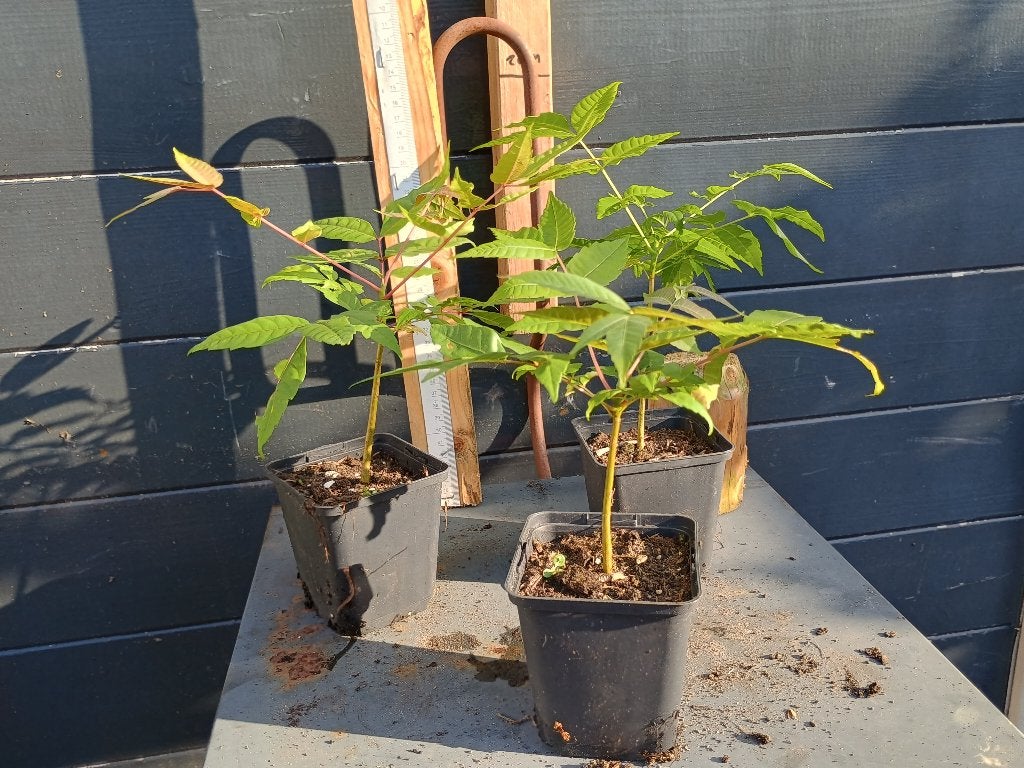 Uiensoepboom of ook wel Toona sinensis - Chinese mahonie, Lente, Minder dan 100 cm, Volle zon, In pot