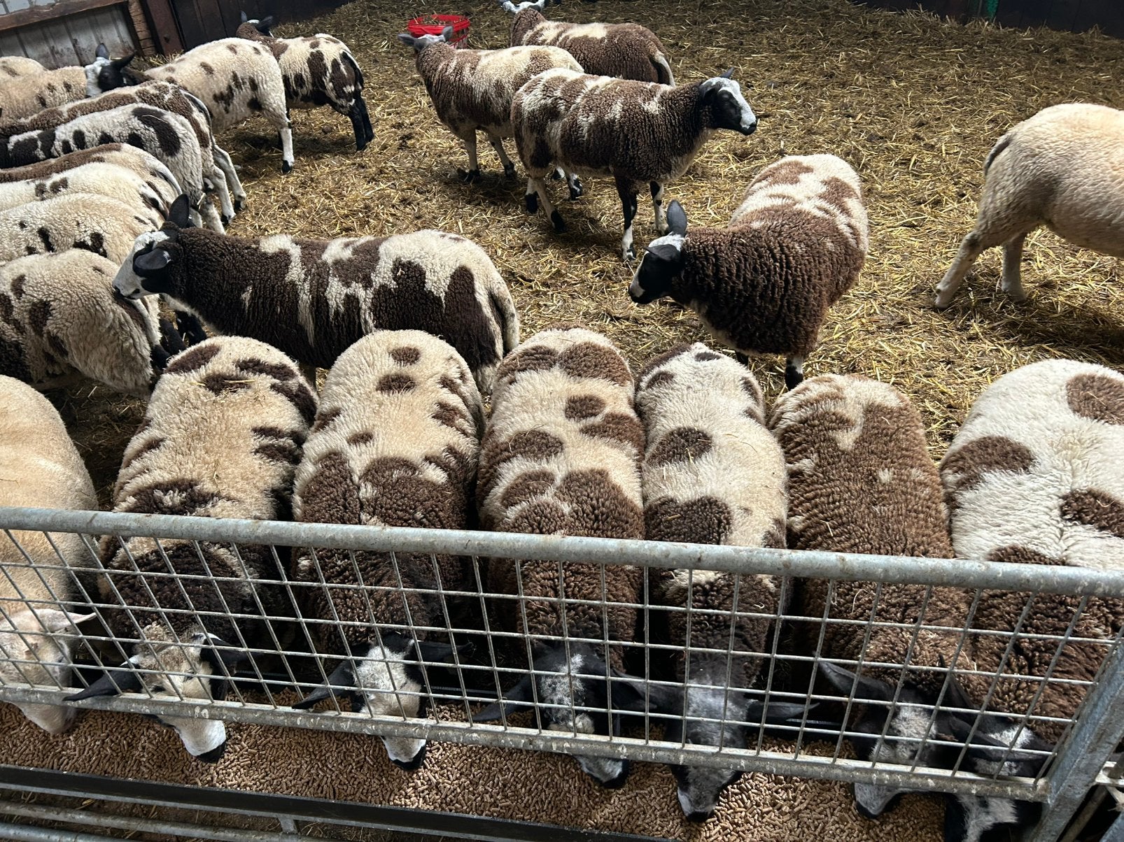 Bonte dekrammen en ooien, Mannelijk, Schaap