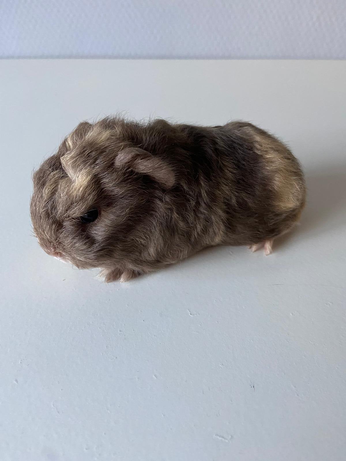 Knap ch teddy cavia beertje, Cavia, Mannelijk, Juli, Tam