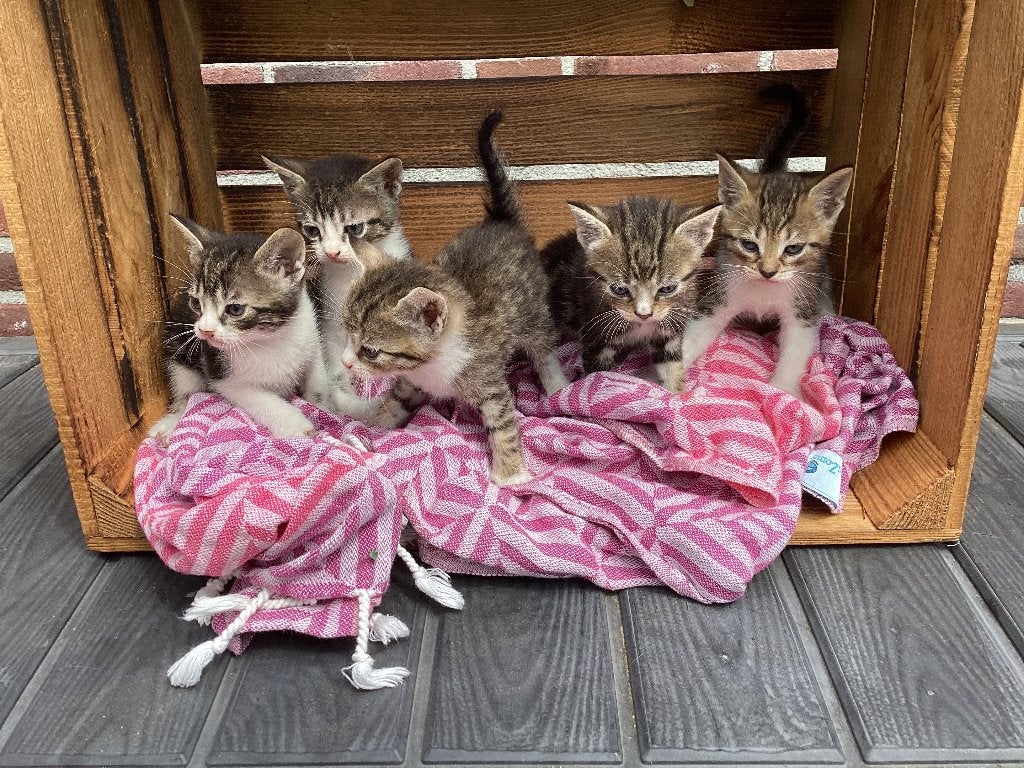 Jonge kittens, Meerdere dieren, 0 tot 2 jaar