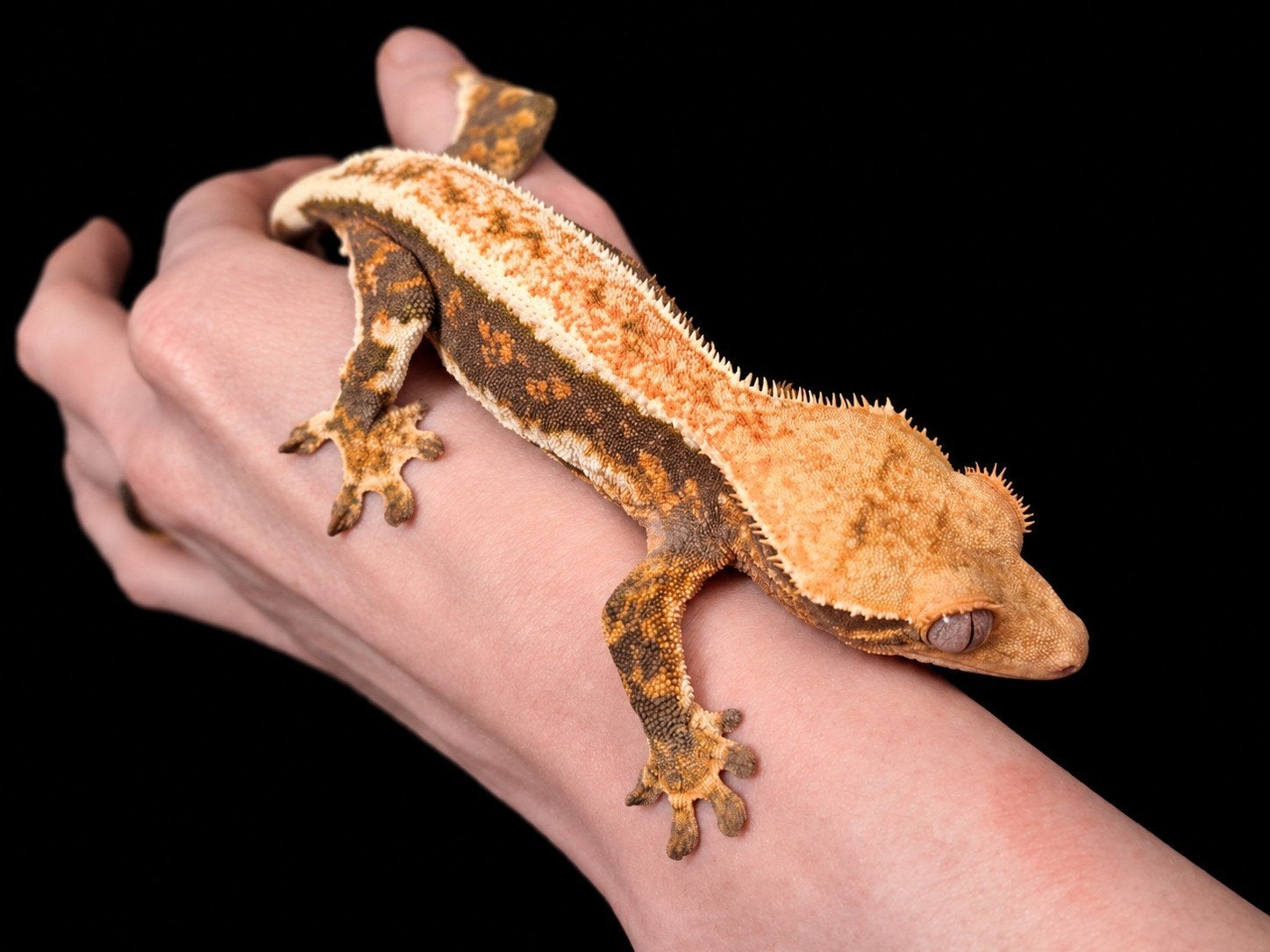 0.1 Tricolor lilly white proven breeder wimpergekko Crested Gecko - female for sale from Sisters of scales