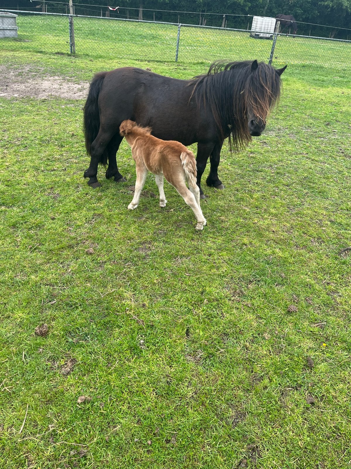 Shetlander  shetlandpony, Dieren en Toebehoren, Pony's, Merrie, Met stamboom, Niet van toepassing, A pony (tot 1.17m)