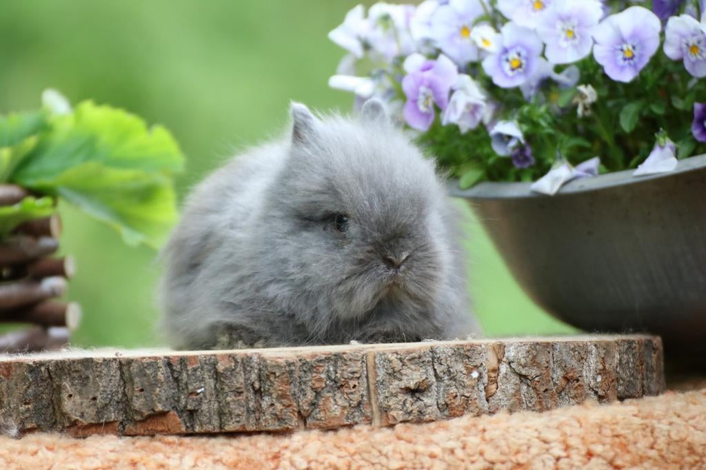 Teddy dwerg konijntjes te koop, Meerdere dieren, Dwerg, 0 tot 2 jaar