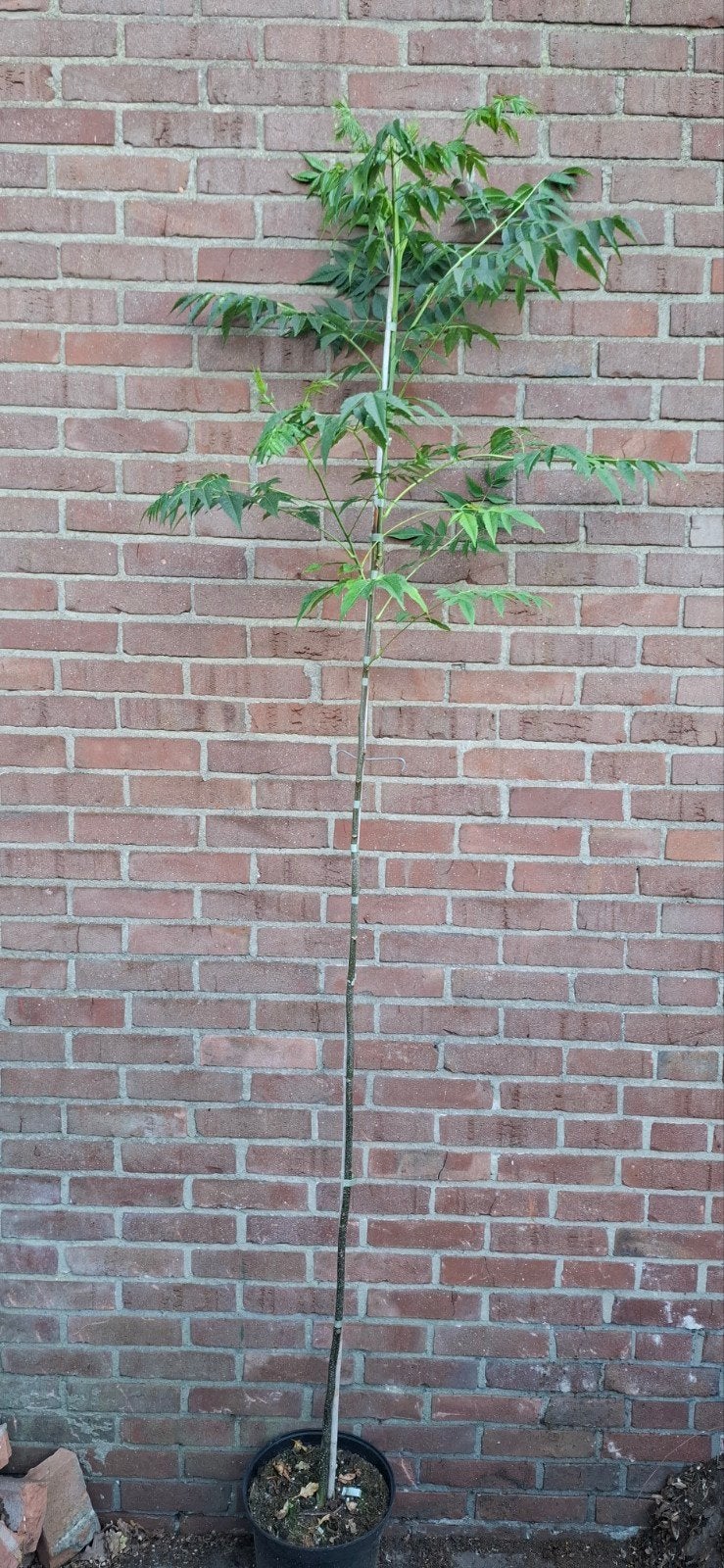 Melia azedarach, kralenboom, indische sering, Ophalen, Volle zon, Overige soorten
