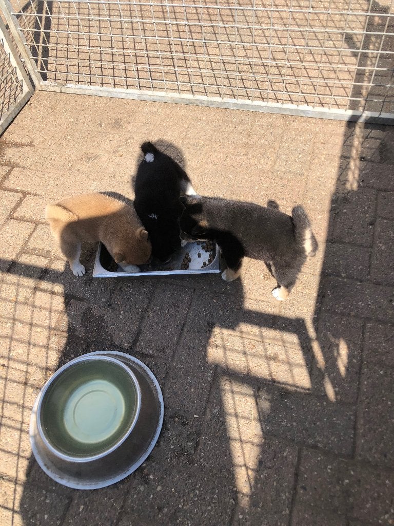 Shiba inu, Dieren en Toebehoren, Honden | Poolhonden, Keeshonden en Oertypen, Parvo, Overige rassen, 8 tot 15 weken, Teef