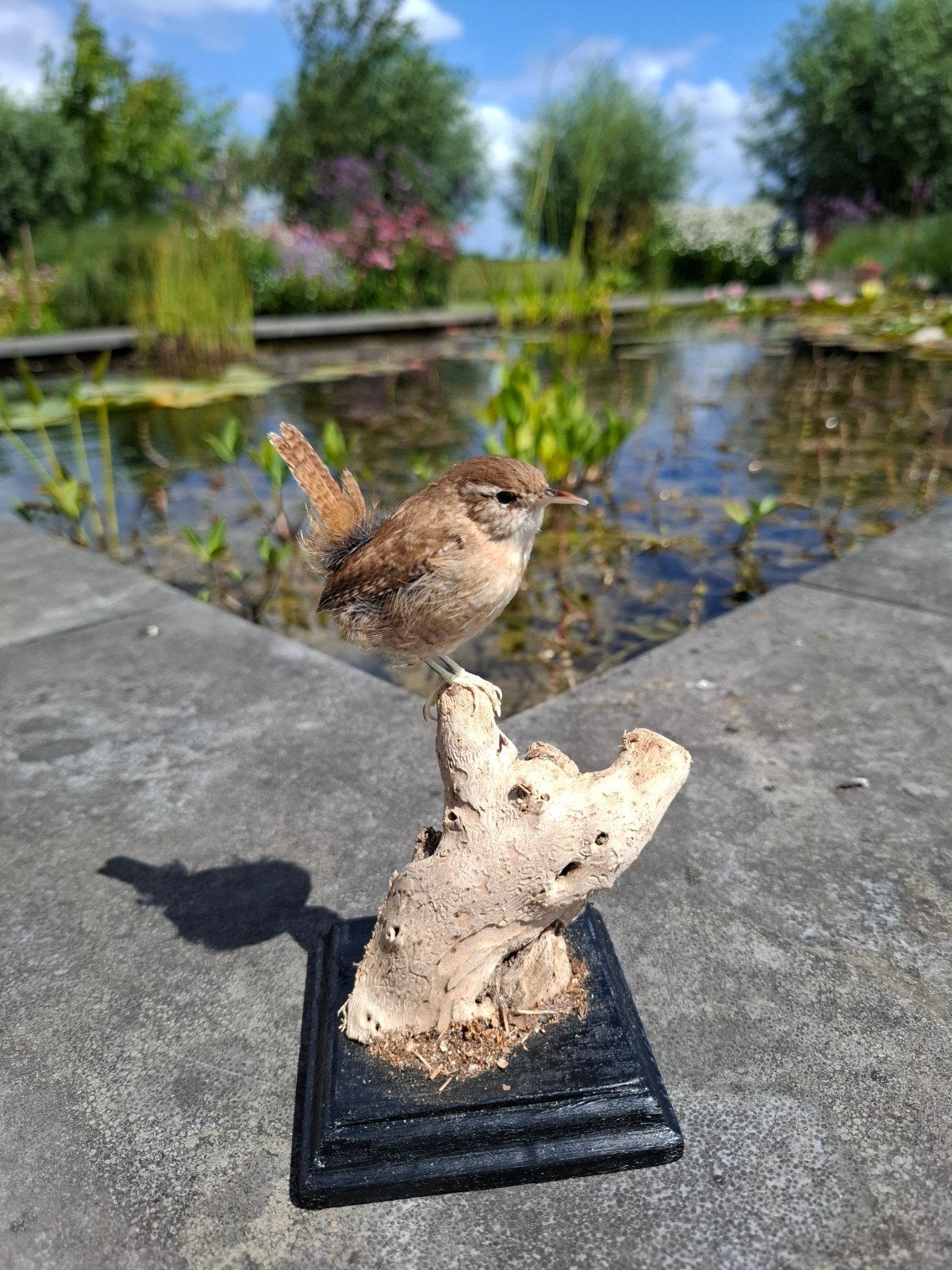 Prachtig geprepareerde winterkoning onder glazen stolp, Ophalen, Zo goed als nieuw, Vogel, Opgezet dier