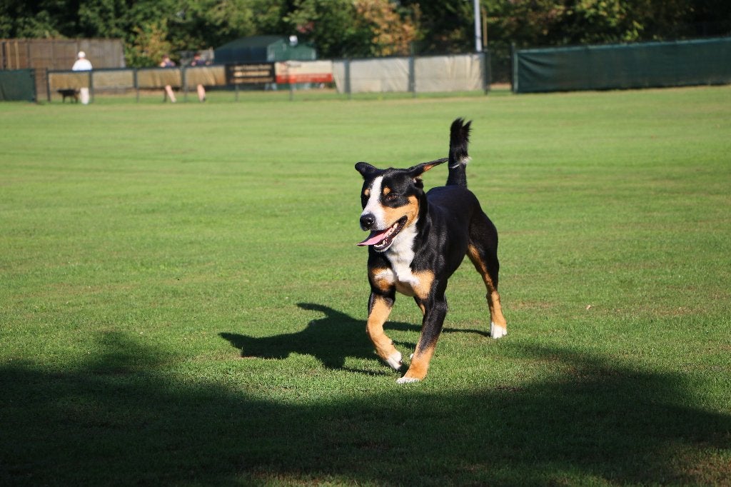 Entlebucher Sennenhond Doron (Reutje, 2 jaar oud), Reu, 1 tot 2 jaar, Parvo, Eén hond