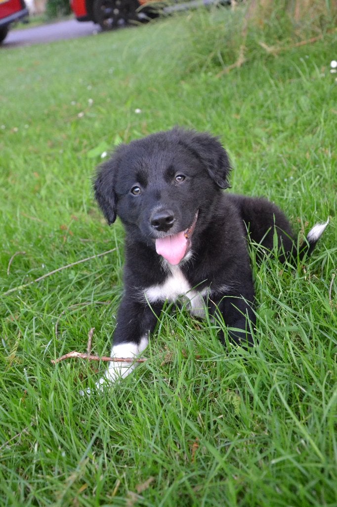 prachtige Golden  Retriever/Border Collie pup, Golden retriever, Reu, 8 tot 15 weken, Parvo