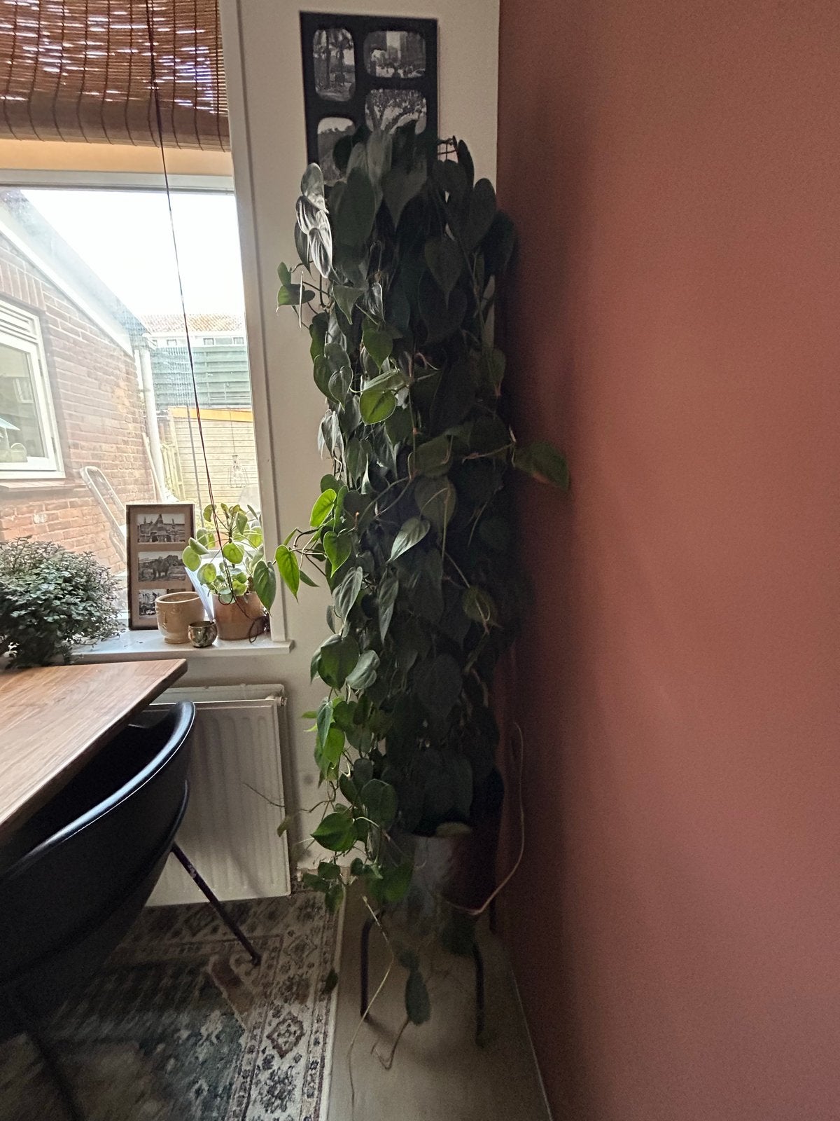 Grote Philodendron scandens, kamerplant, 170 cm hoog, Ophalen, Overige soorten, Halfschaduw, In pot