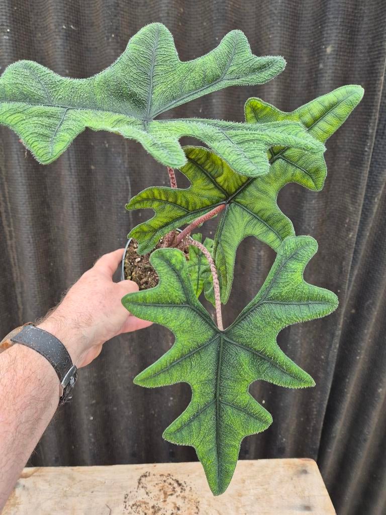 Alocasia Jacklyn p12 (4)