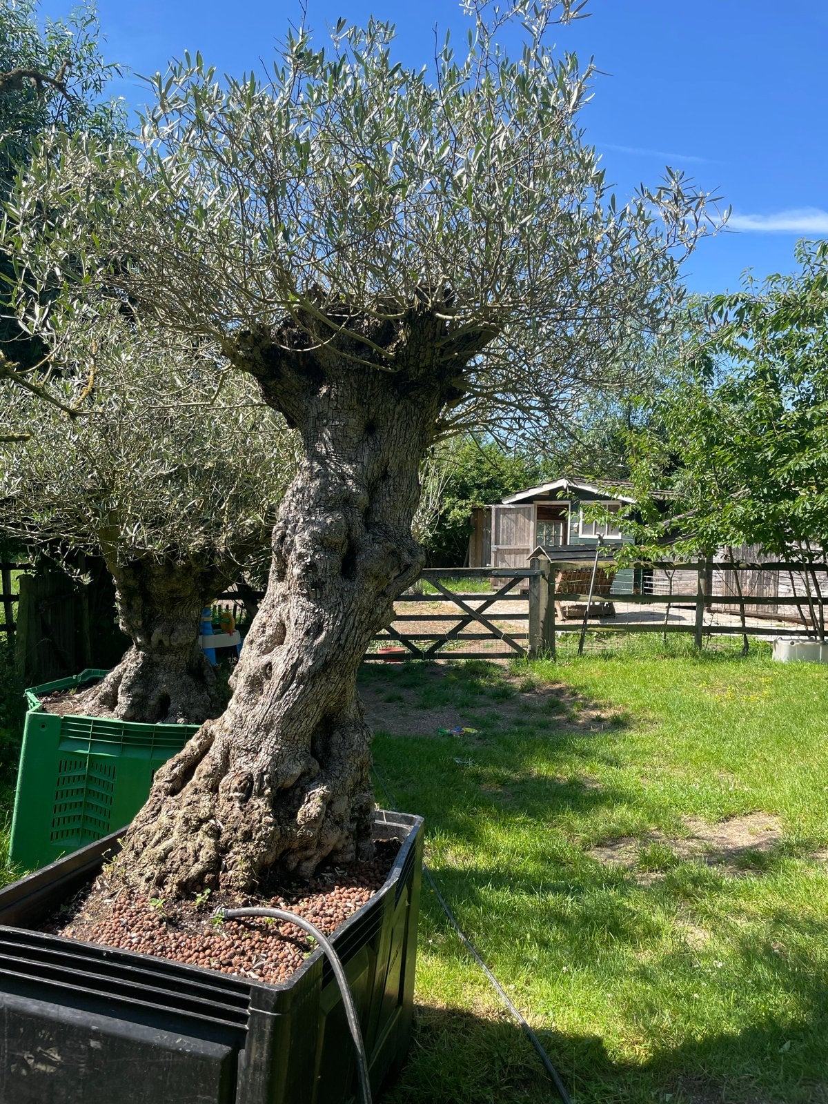 Zeer oude olijfboom (300–400 jaar) – Bonsai model – Uniek, Volle zon, Vaste plant, Bloeit niet, Ophalen