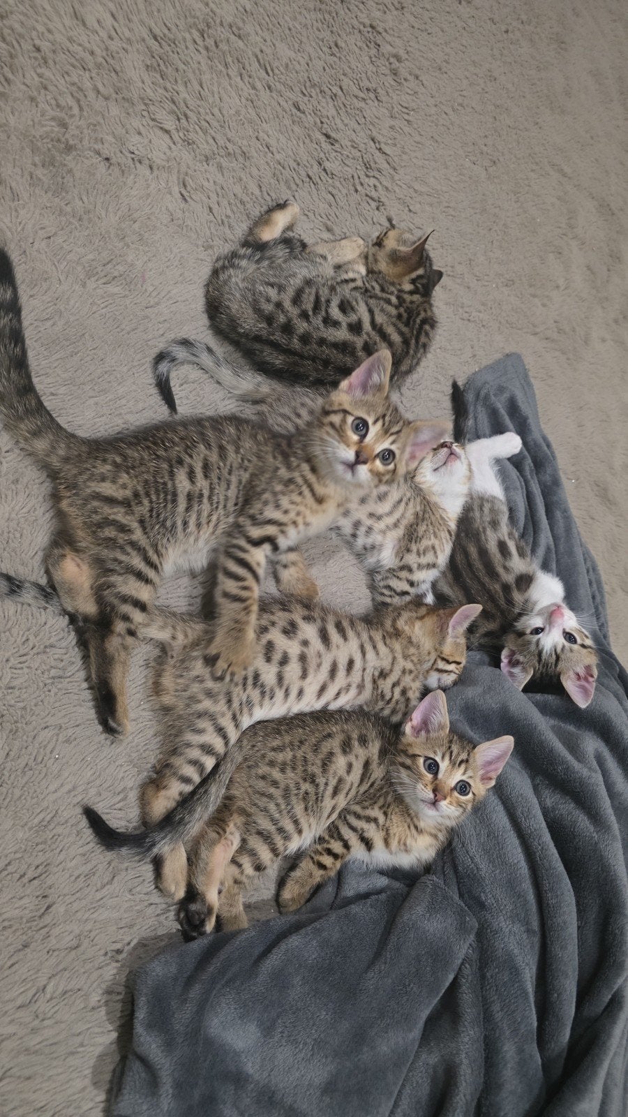 Bengaal kittens  nog 5 kittens beschikbaar, Dieren en Toebehoren, Katten en Kittens | Raskatten | Korthaar, Meerdere dieren