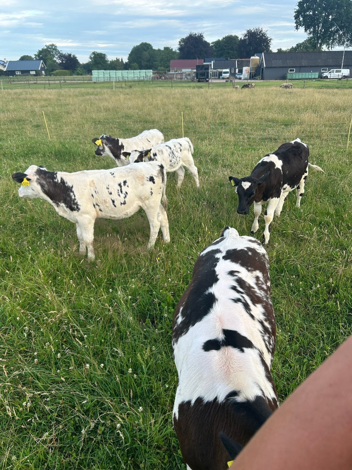 Super gezond jongvee te koop, Dieren en Toebehoren, Meerdere dieren