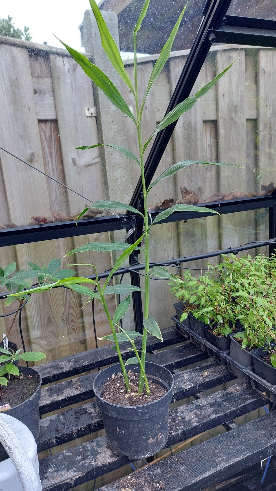 Gemberplant - Verse gember in de winter!, Ophalen, Vaste plant, Bloeit niet, Halfschaduw