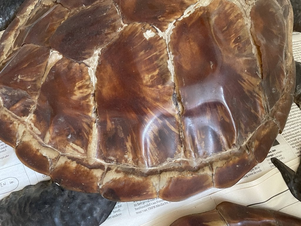 Schildpadden (Ned Indië, ca. 1900), Verzamelen, Overige Verzamelen, Gebruikt, Ophalen