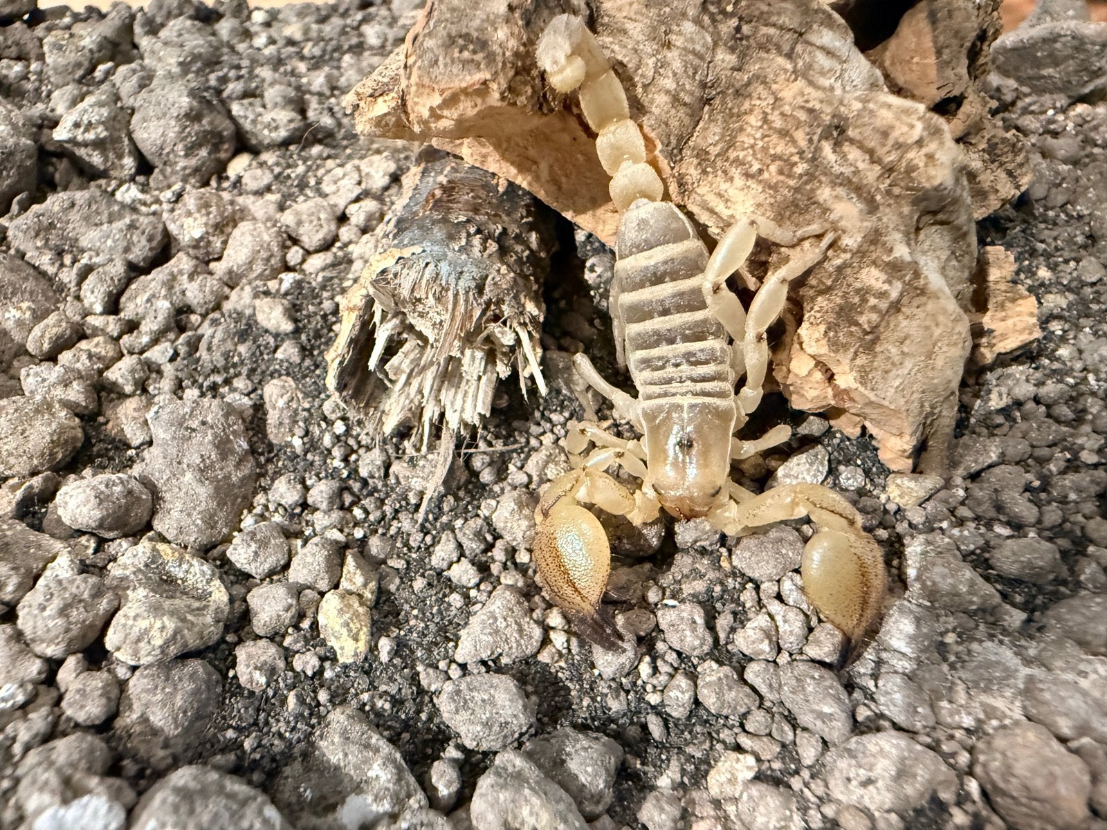 Scorpio maurus, Dieren en Toebehoren, Overige soorten, 0 tot 2 jaar