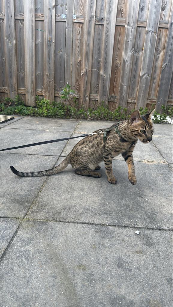 SAVANNAH F5 KATER/KITTEN, Kater, Kortharig, 0 tot 2 jaar