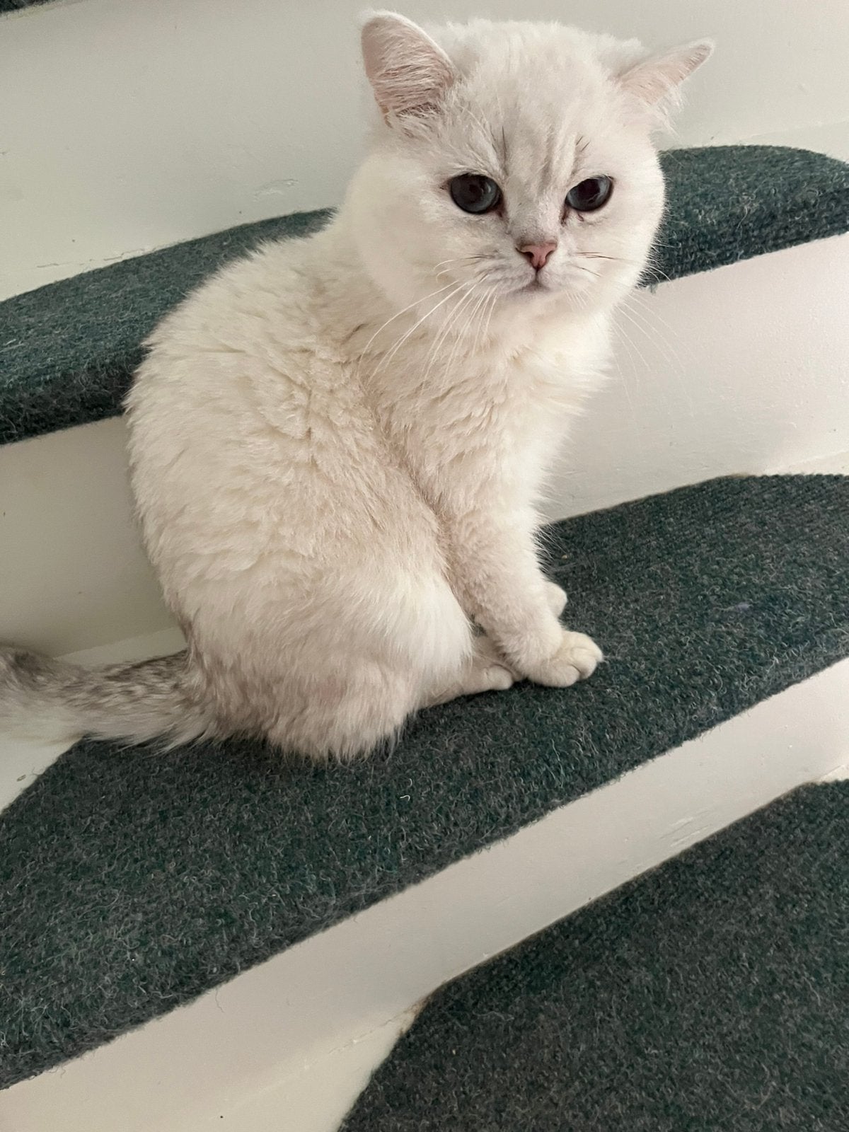 Britse korthaar (dek)kater silver shaded point te koop, Dieren en Toebehoren, Katten en Kittens | Raskatten | Korthaar, Kater