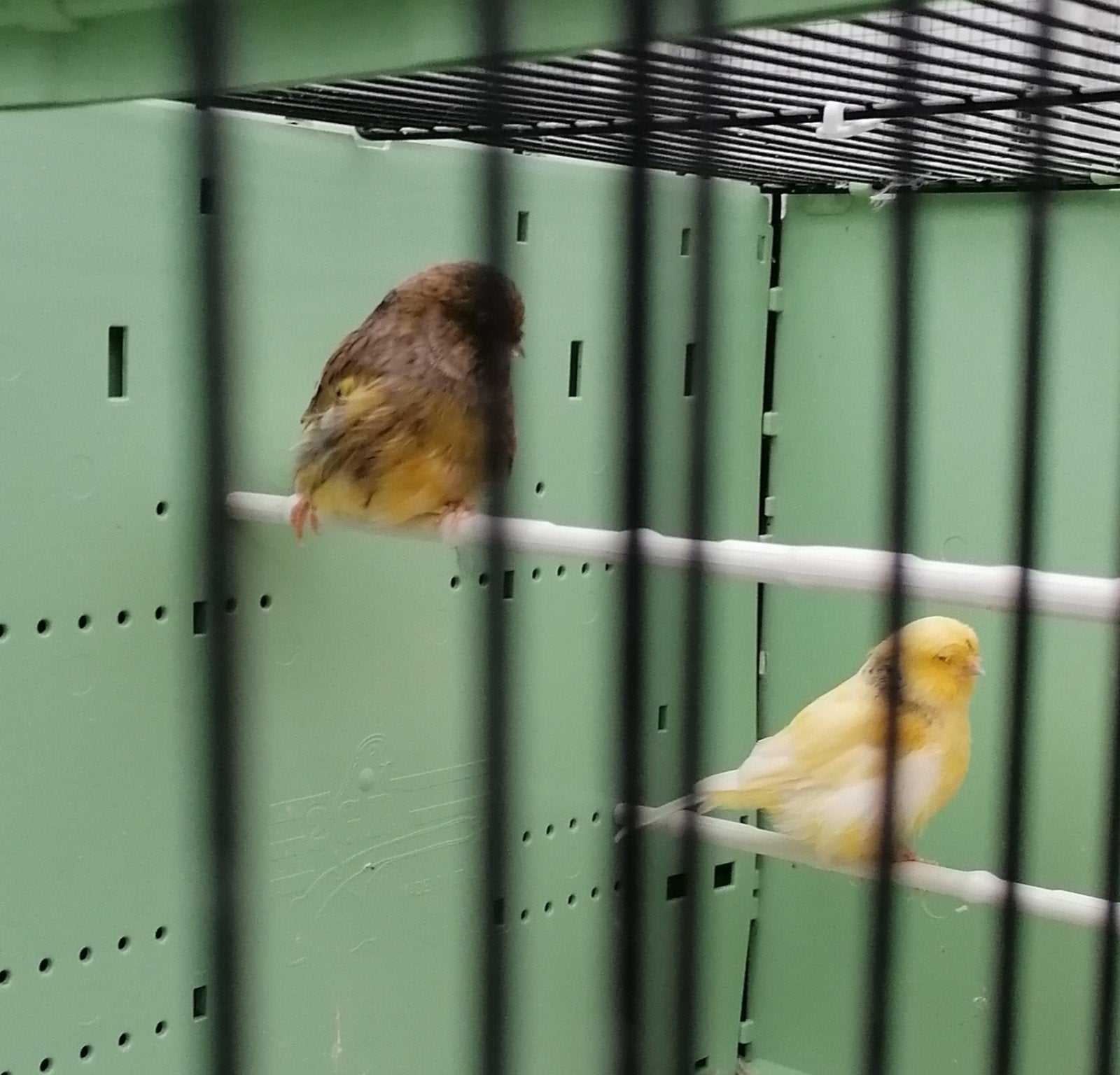 overjarige norwich kanaries, Meerdere dieren, Postuurkanarie
