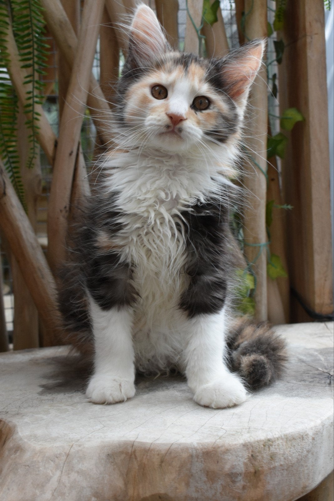 Maine Coon  kittens, Poes, Met stamboom, 0 tot 2 jaar