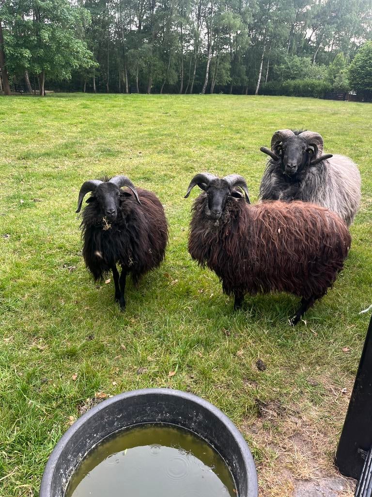 Te koop mooie eenjarige Heidschnucke rammen., Mannelijk, Schaap