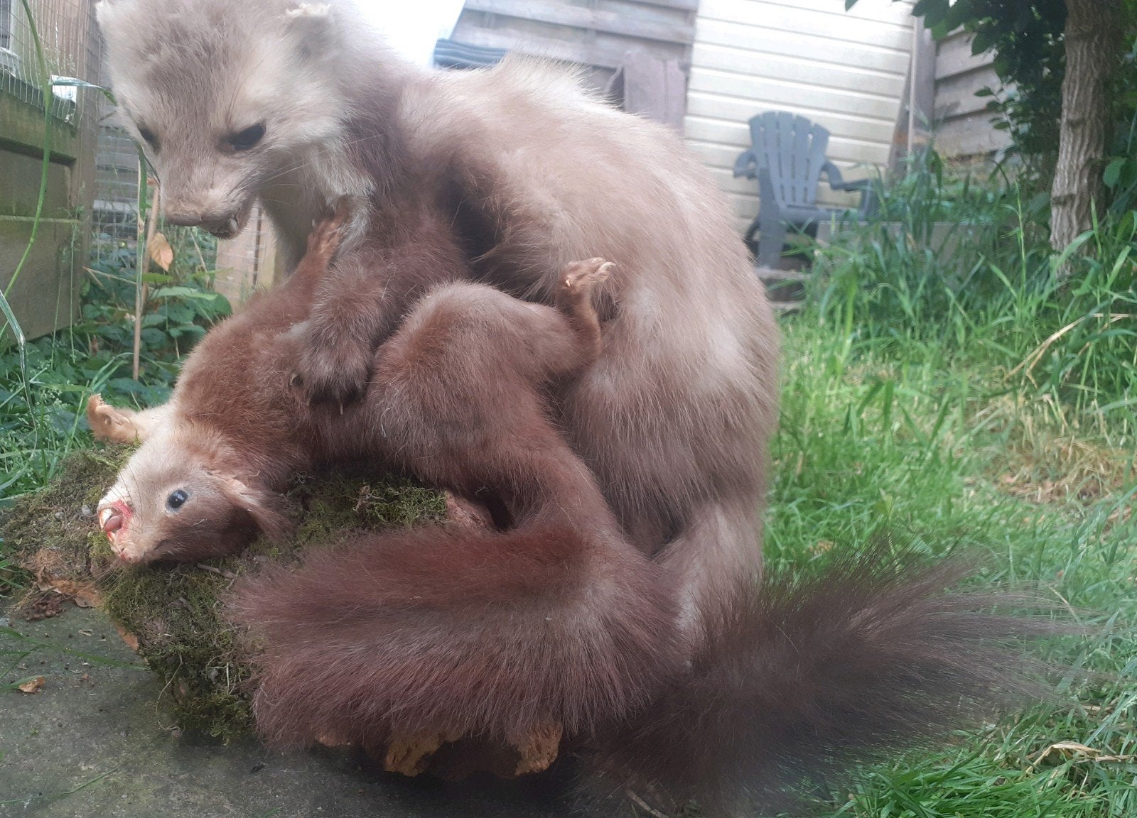 Unieke Taxidermie – Steenmarter met Eekhoorn in Jacht scène, Ophalen of Verzenden, Zo goed als nieuw, Wild dier, Opgezet dier