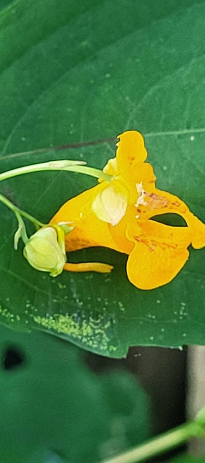 Impatiens capensis, Ophalen, Overige soorten, Halfschaduw