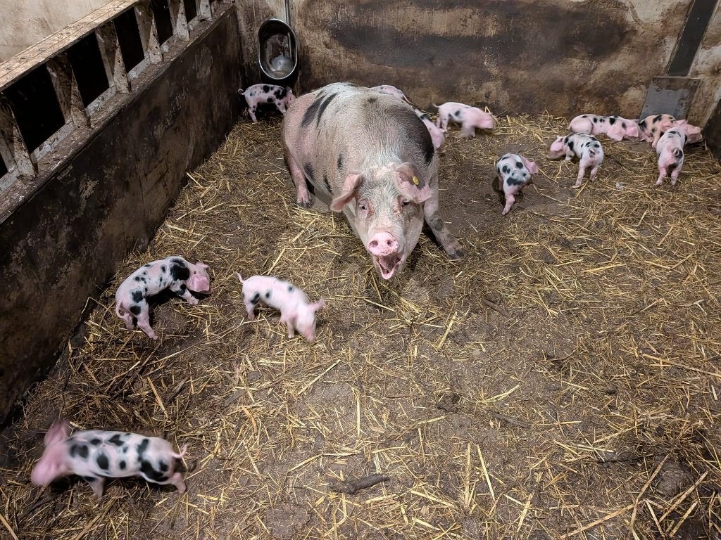 bonte bentheimer biggen 12-8 geboren €.100,-, Meerdere dieren, Varken, 0 tot 2 jaar