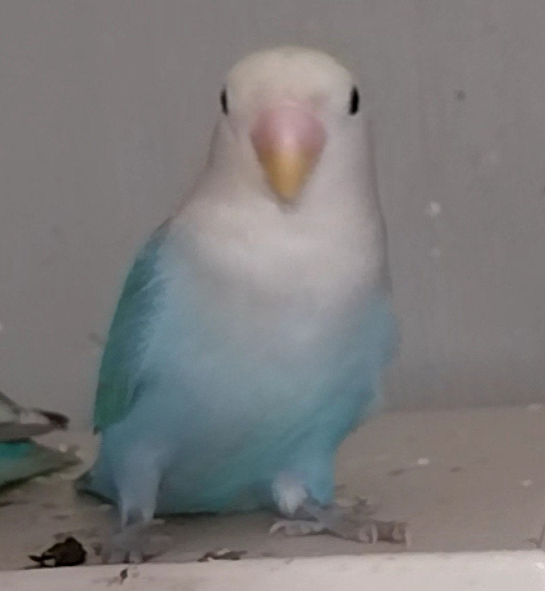 Agapornis roseicollis jonge dwergpapegaai te koop, Geslacht onbekend, Dwergpapegaai of Agapornis, Tam