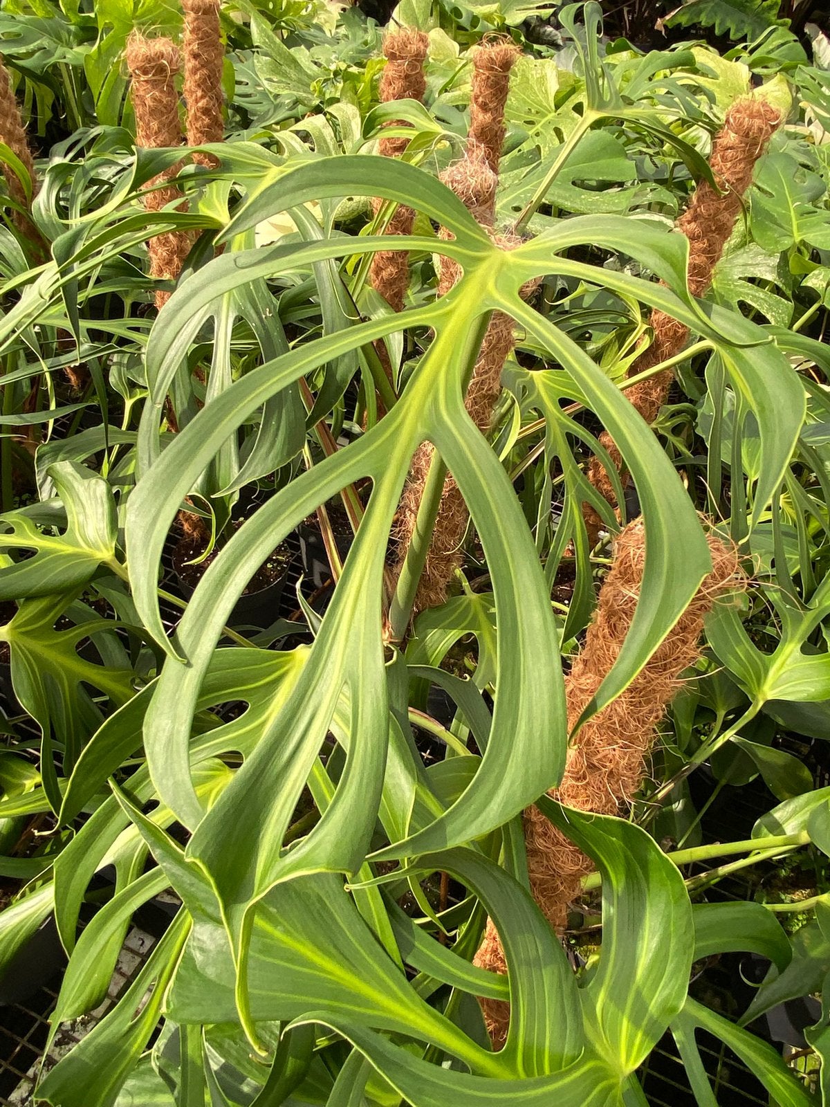 Monstera Burle Marx Flame op Mosstok, Ophalen of Verzenden, Halfschaduw, Minder dan 100 cm